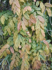 Wisteria floribunda