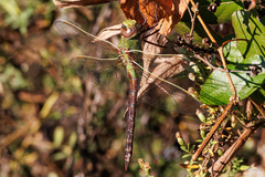 Anax junius