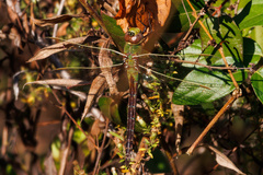 Anax junius