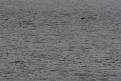 Balaenoptera acutorostrata