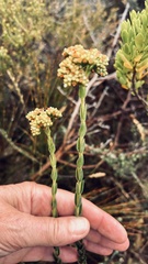 Crassula subulata fastigiata