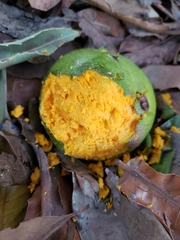 Pouteria lucuma