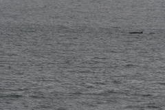 Balaenoptera acutorostrata