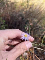Symphyotrichum walteri