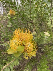 Leucospermum praecox