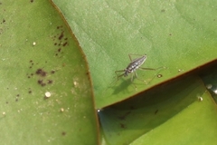 Gerromorpha