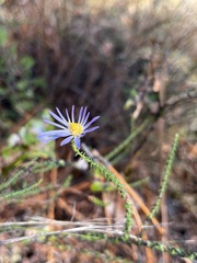 Symphyotrichum walteri