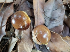Pouteria lucuma