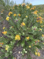 Leucospermum praecox