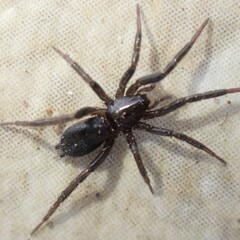 Gnaphosidae