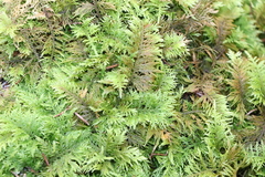 Thuidium tamariscinum
