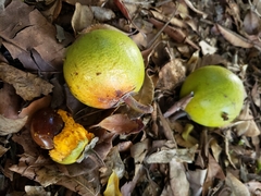 Pouteria lucuma
