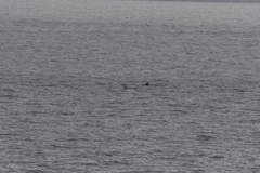 Balaenoptera acutorostrata