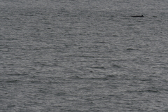 Balaenoptera acutorostrata