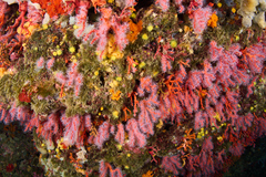 Corallium rubrum
