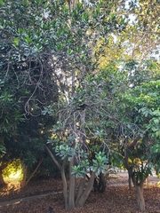 Pouteria lucuma