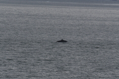 Balaenoptera acutorostrata