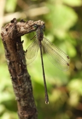 Chalcolestes parvidens