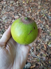 Pouteria lucuma