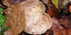 Cortinarius torvus