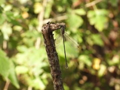 Chalcolestes parvidens