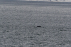 Balaenoptera acutorostrata