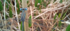 Lestes virgatus