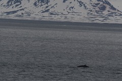 Balaenoptera acutorostrata