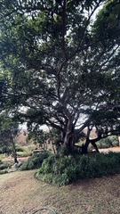 Ficus burkei