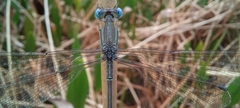 Lestes virgatus
