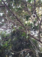 Pouteria lucuma