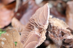 Cortinarius torvus