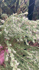 Eupatorium compositifolium