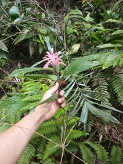 Justicia carnea