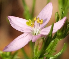 Centaurium pulchellum
