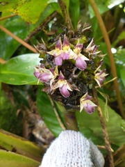 Goeppertia monophylla