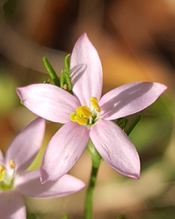 Centaurium pulchellum