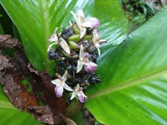 Goeppertia monophylla