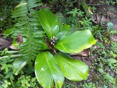 Goeppertia monophylla
