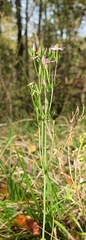 Centaurium pulchellum