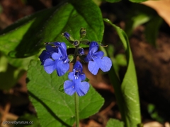 Salvia scutellarioides