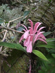 Justicia carnea