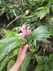 Justicia carnea
