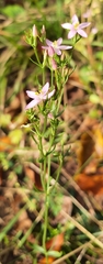 Centaurium pulchellum