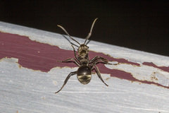 Polyrhachis vigilans