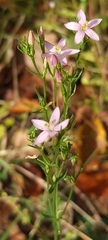 Centaurium pulchellum
