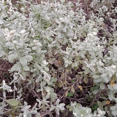 Helichrysum panduratum