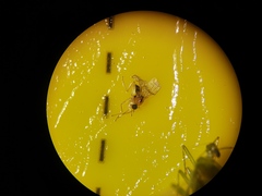 Elaphropeza ephippiata