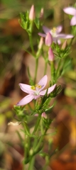 Centaurium pulchellum