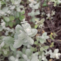 Helichrysum panduratum